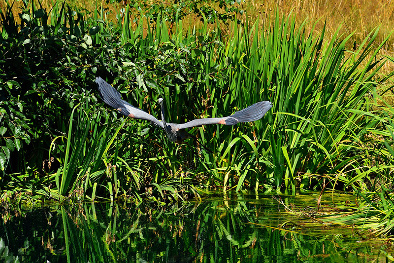 Heron in Reeds