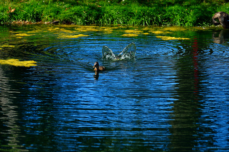 Duck with dying fountain