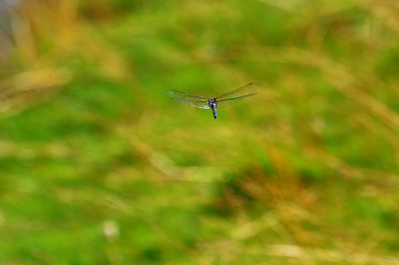Dragonfly in Flight