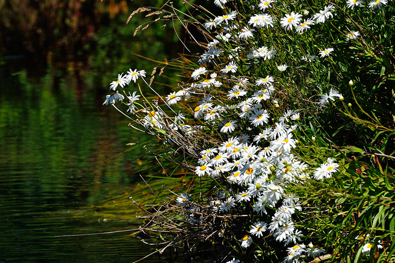 Shasta daisies on pond